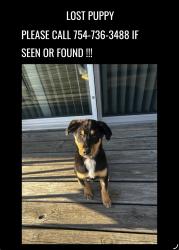 Lost Female Dog last seen Yucatan dr, Indianapolis, IN 46237