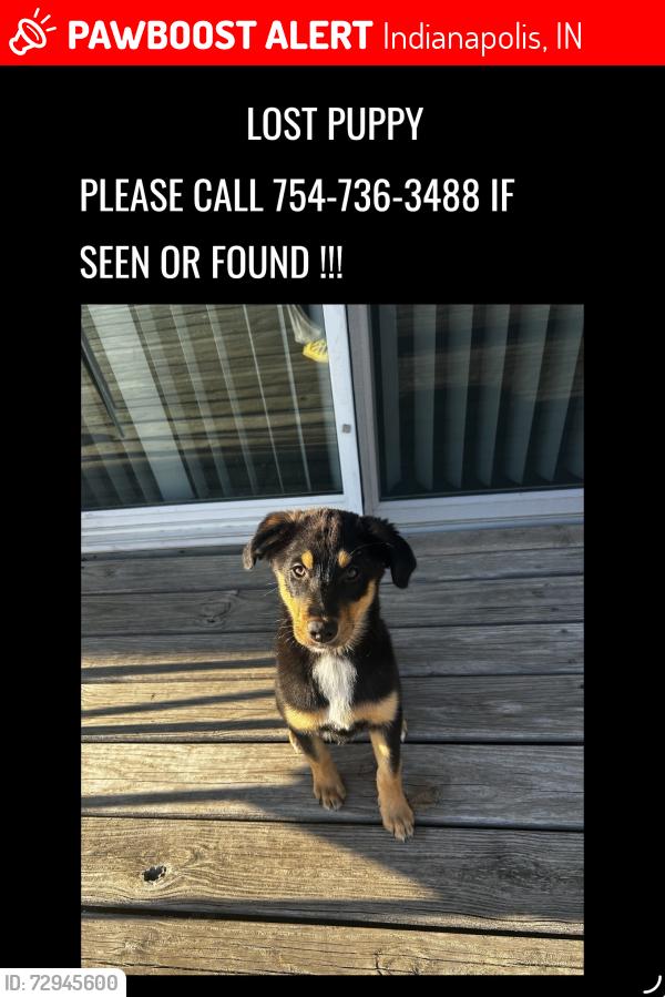Lost Female Dog last seen Yucatan dr, Indianapolis, IN 46237