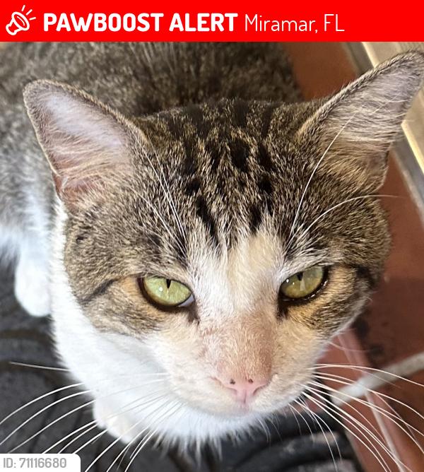 Lost Male Cat last seen Pasadena Pool Homes, Hiatus rd and Pines, Miramar, FL 33025