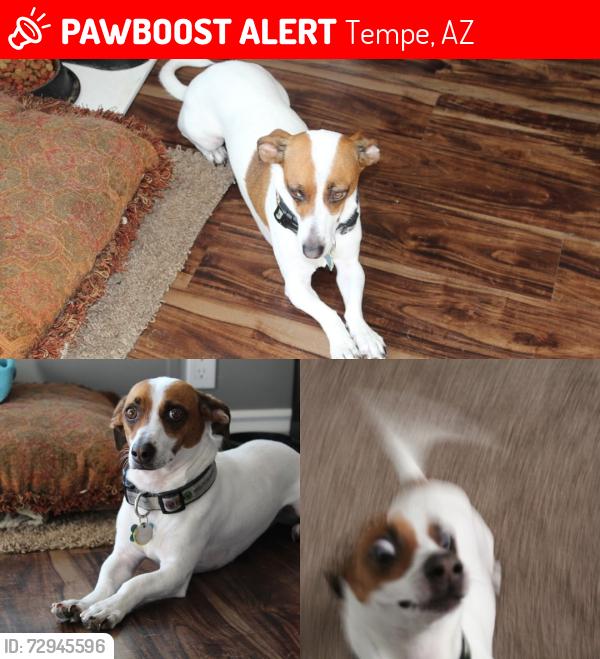 Lost Male Dog last seen Hardy and 17th place near the dog park , Tempe, AZ 85281