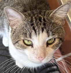 Lost Male Cat last seen Pasadena Pool Homes, Hiatus rd and Pines, Miramar, FL 33025