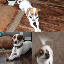 Lost Male Dog last seen Hardy and 17th place near the dog park , Tempe, AZ 85281