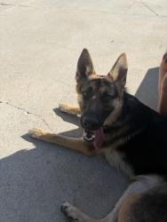 Found/Stray Female Dog last seen La Crescenta library , La Crescenta-Montrose, CA 91214