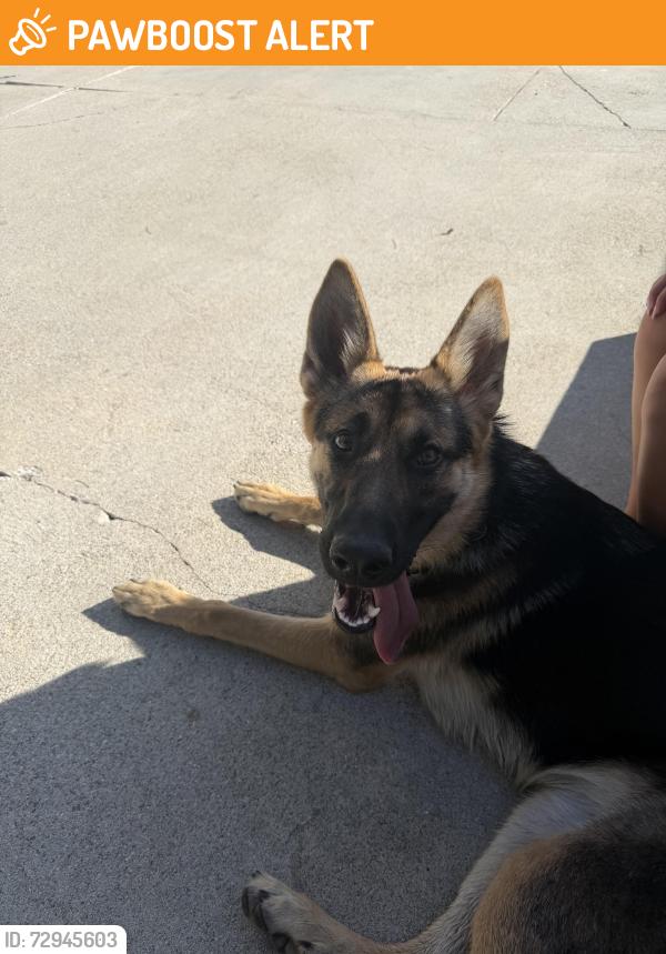 Found/Stray Female Dog last seen La Crescenta library , La Crescenta-Montrose, CA 91214