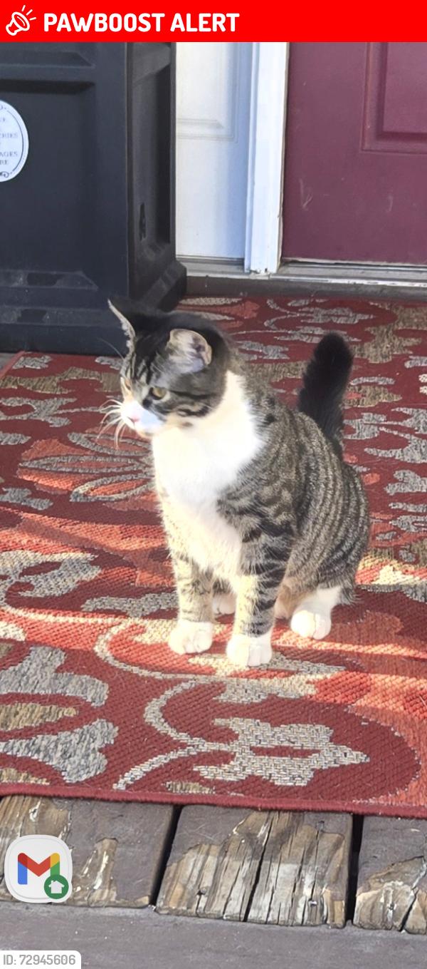 Lost Male Cat last seen Old Field Rd, Whitfield County, GA 30721