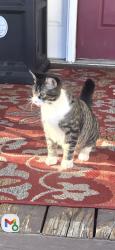 Lost Male Cat last seen Old Field Rd, Whitfield County, GA 30721