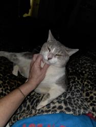 Lost Male Cat last seen Adams circle largo fl. , Largo, FL 33771