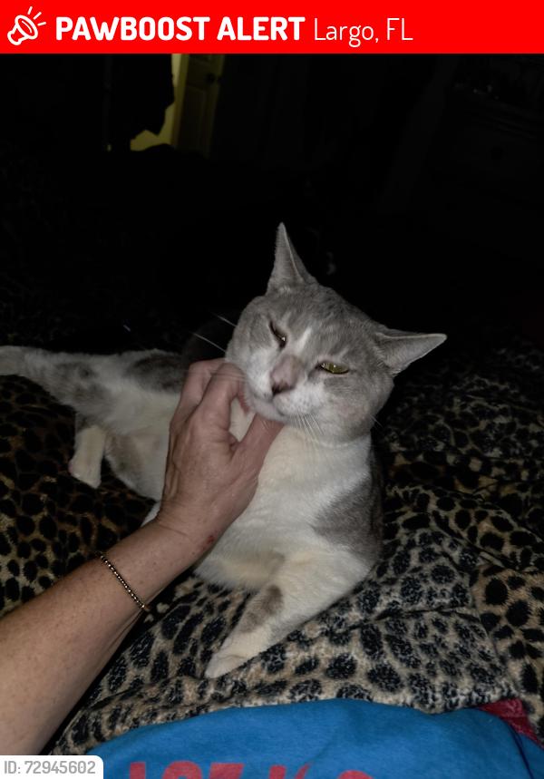 Lost Male Cat last seen Adams circle largo fl. , Largo, FL 33771