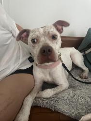 Found/Stray Female Dog last seen Eldridge and Briar Forest, Houston, TX 77077