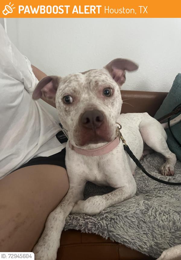 Found/Stray Female Dog last seen Eldridge and Briar Forest, Houston, TX 77077