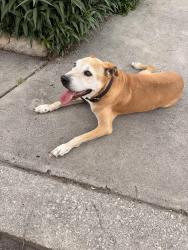 Lost Male Dog last seen Shadow run- Hillside Trail, San Antonio, TX 78250