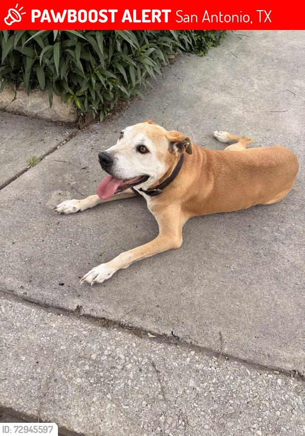 Lost Male Dog last seen Shadow run- Hillside Trail, San Antonio, TX 78250