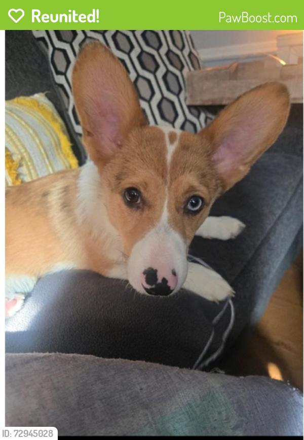 Reunited Male Dog last seen Near Block of brushy valley road , Heiskell, TN 37754