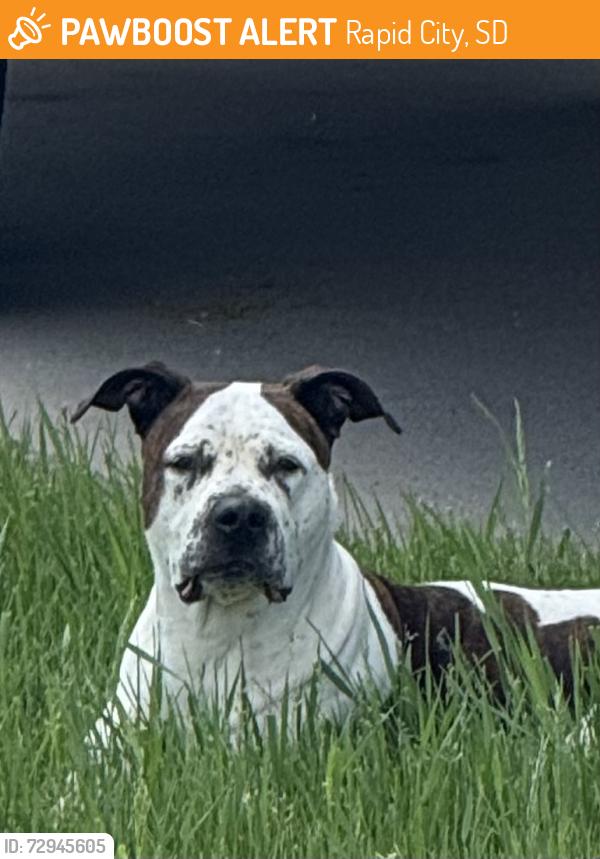 Found/Stray Male Dog last seen Jubilee , Rapid City, SD 57701