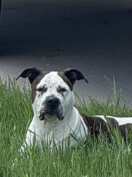 Found/Stray Male Dog last seen Jubilee , Rapid City, SD 57701