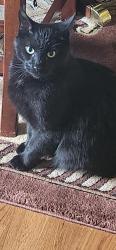 Reunited Male Cat last seen Camden Woods Subdivision, Fayetteville, NC 28306