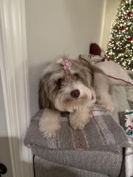 Reunited Female Dog last seen Cumberland Pkwy, Atlanta, GA 30339