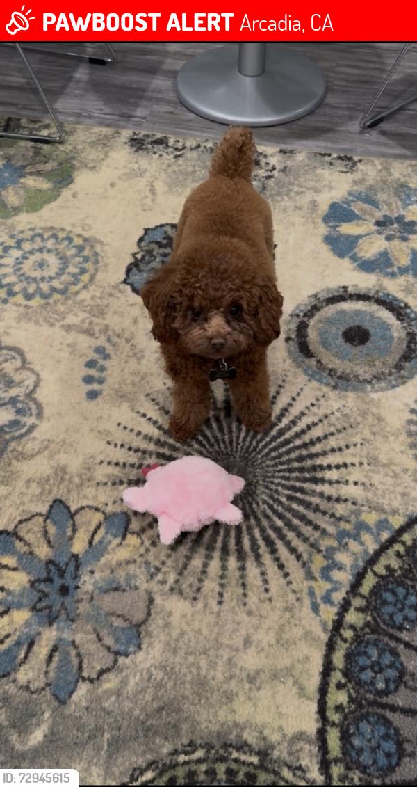 Lost Male Dog last seen Orange Grove , Arcadia, CA 91006