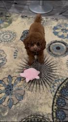 Lost Male Dog last seen Orange Grove , Arcadia, CA 91006