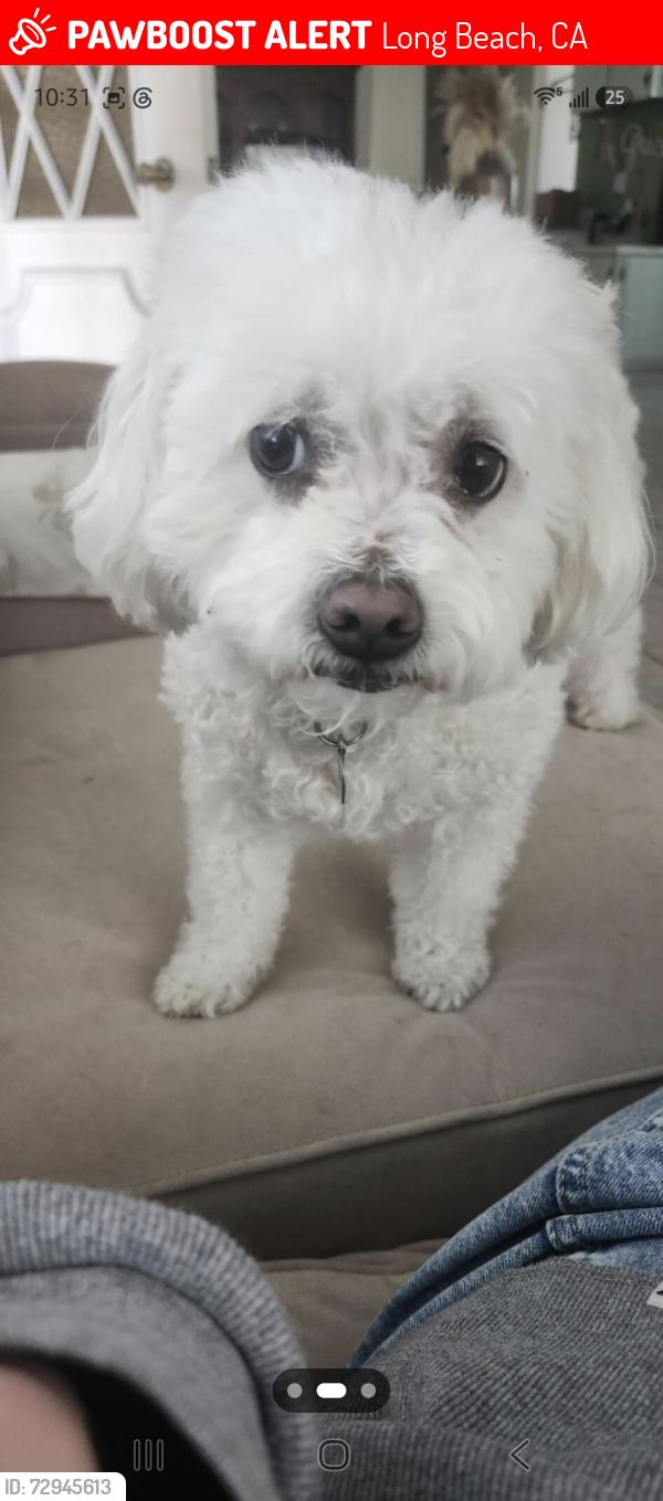 Lost Female Dog last seen Maury Ave and Orange Ave , Long Beach, CA 90831