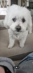 Lost Female Dog last seen Maury Ave and Orange Ave , Long Beach, CA 90831