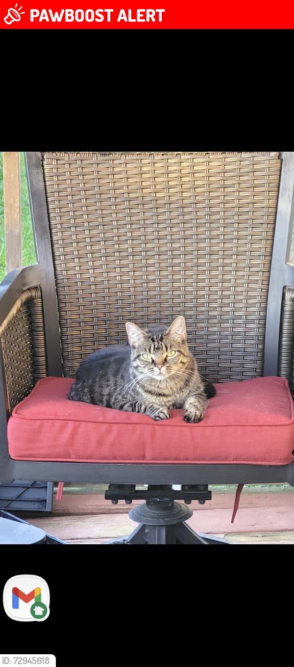 Lost Female Cat last seen Old Field Rd, Whitfield County, GA 30721