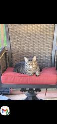 Lost Female Cat last seen Old Field Rd, Whitfield County, GA 30721