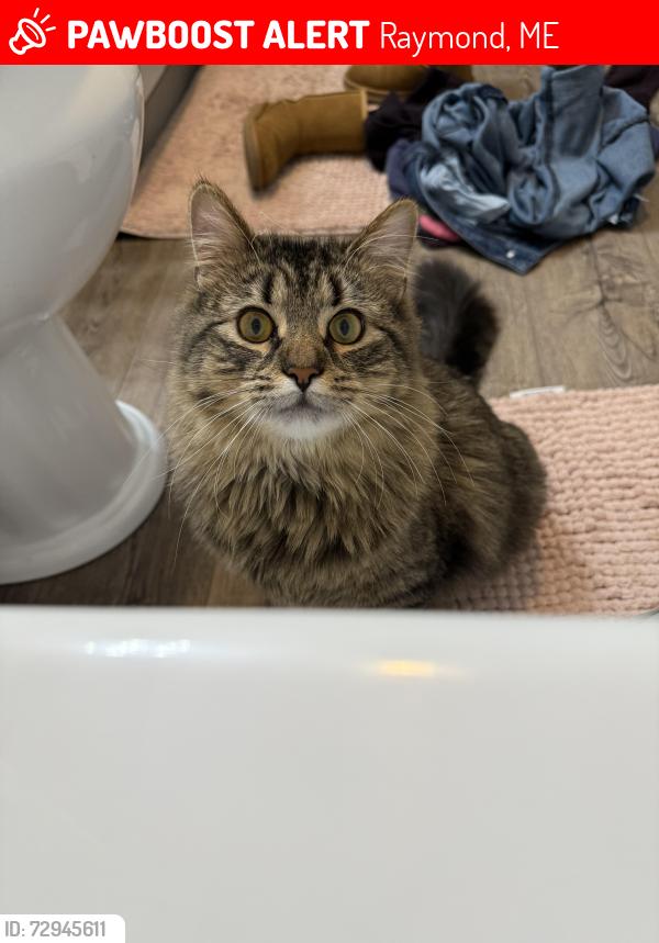 Lost Female Cat last seen Hawthorne and route 302, Raymond, ME 04071