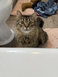 Lost Female Cat last seen Hawthorne and route 302, Raymond, ME 04071