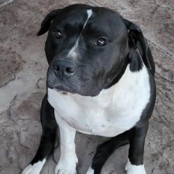 Lost Female Dog last seen Near s redwood rd, Salt Lake City, UT 84123