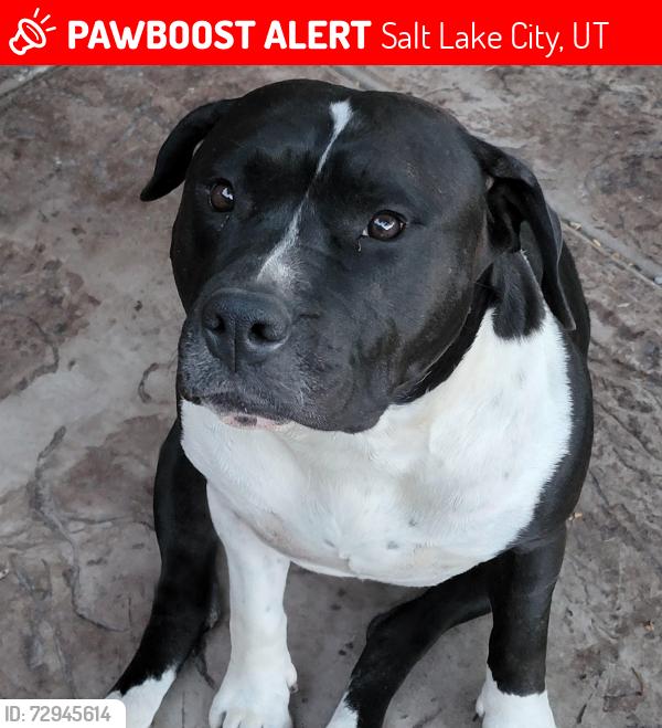 Lost Female Dog last seen Near s redwood rd, Salt Lake City, UT 84123
