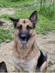 Reunited Female Dog last seen Ribier way & Aramon, Rancho Cordova, CA 95670