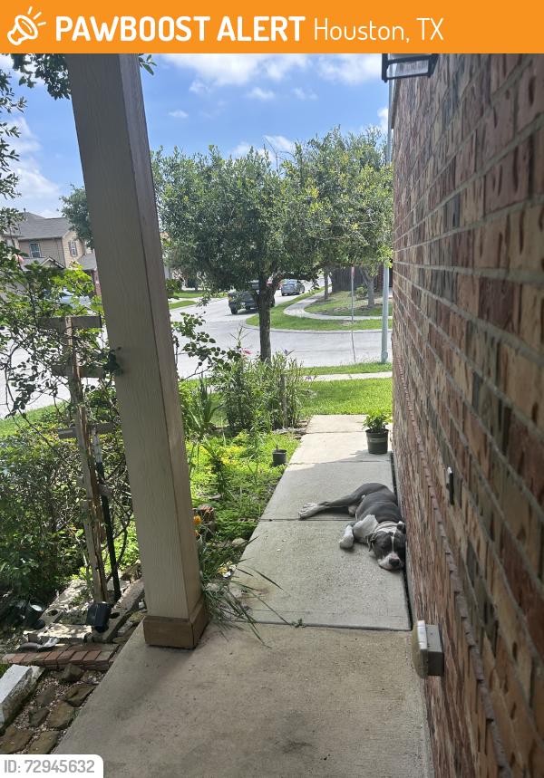 Found/Stray Male Dog last seen Klein Forest High School, Houston, TX 77066