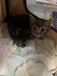 Shelter Stray Unknown Cat last seen Foxwood Ct, VIRGINIA BEACH, VA, 23462, Virginia Beach, VA 23451