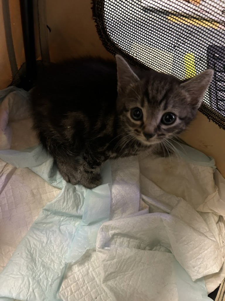 Shelter Stray Unknown Cat last seen Foxwood Ct, VIRGINIA BEACH, VA, 23462, Virginia Beach, VA 23451