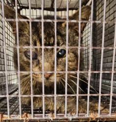 Shelter Stray Unknown Cat last seen Near Fraizer Drive, RALEIGH, NC, 27610, Raleigh, NC 27610