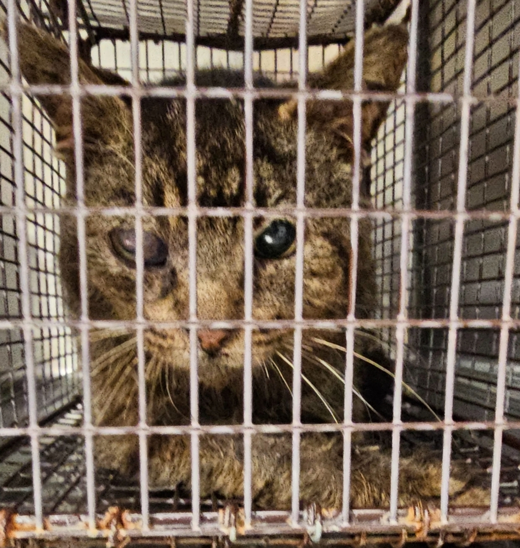 Shelter Stray Unknown Cat last seen Near Fraizer Drive, RALEIGH, NC, 27610, Raleigh, NC 27610