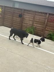 Reunited Female Dog last seen Brookline, Sioux Falls, SD 57108