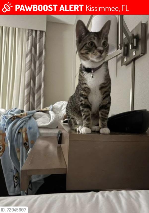 Lost Male Cat last seen Near W Roble Dr Kissimmee Fl , Kissimmee, FL 34746