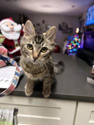 Lost Female Cat last seen The cndmniums of Avondale ests, Avondale Estates, GA 30002