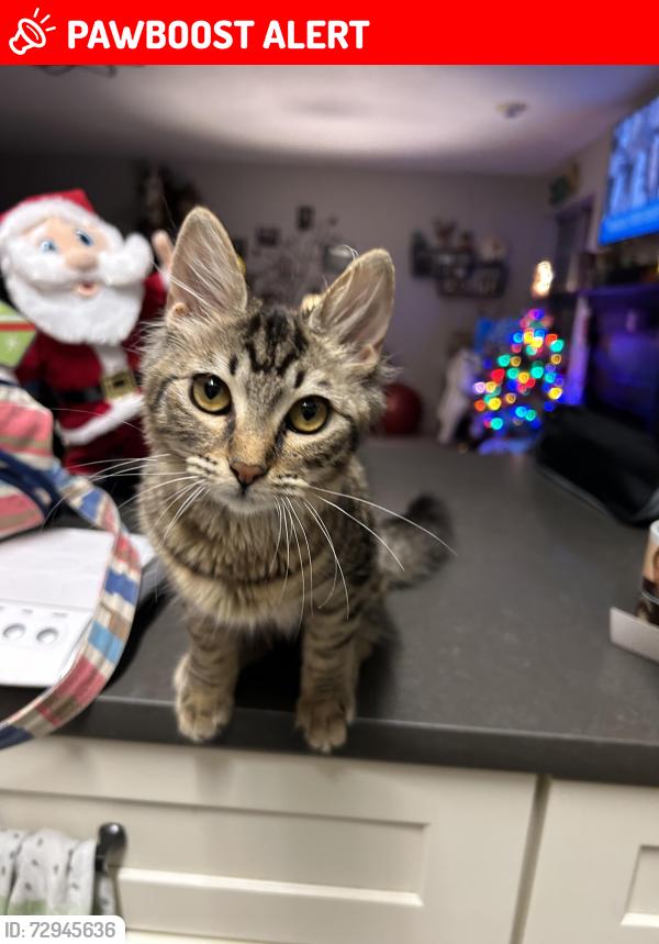 Lost Female Cat last seen The cndmniums of Avondale ests, Avondale Estates, GA 30002