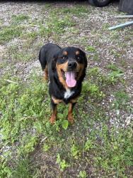 Found/Stray Male Dog last seen Old Lincoln Trail and 161, Fairview Heights, IL 62208