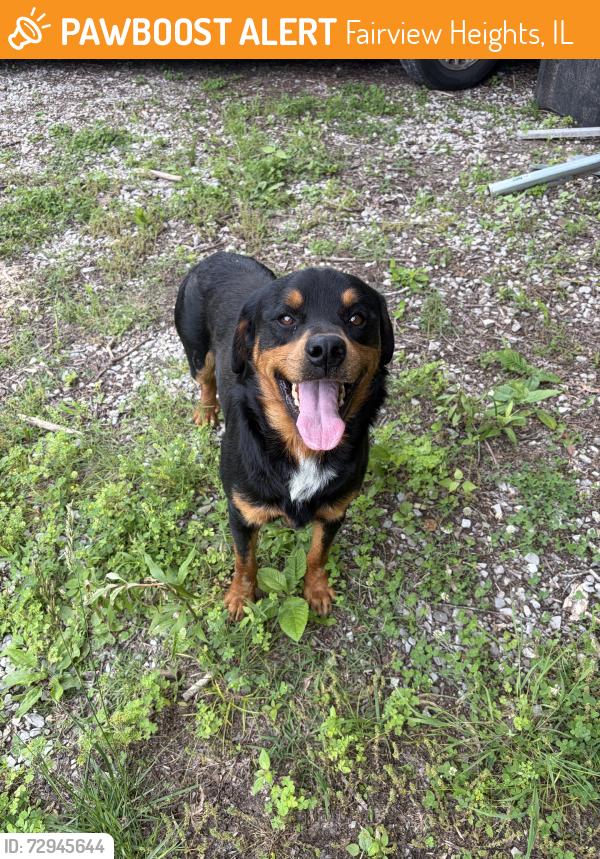 Found/Stray Male Dog last seen Old Lincoln Trail and 161, Fairview Heights, IL 62208