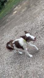 Reunited Female Dog last seen Near Long Shoals Rd, Lincolnton, NC 28092, USA, Lincolnton, NC 28092
