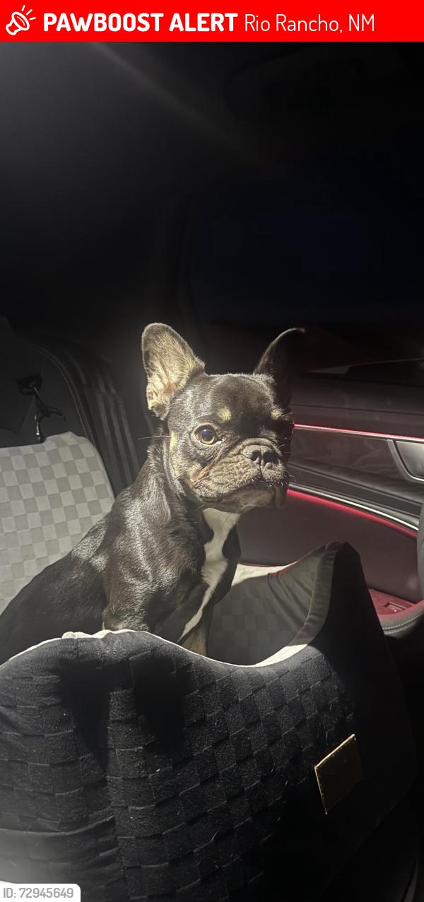 Lost Female Dog last seen Near 8th street, Rio Rancho, NM 87124