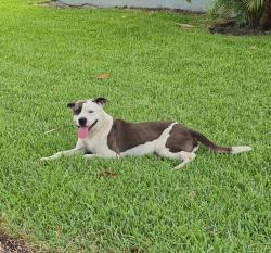 Lost Male Dog last seen University Drive and Nova Drive, Davie, FL 33324