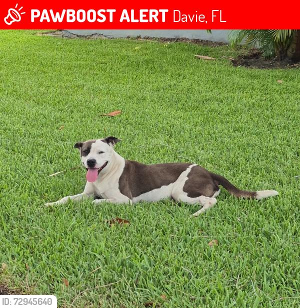 Lost Male Dog last seen University Drive and Nova Drive, Davie, FL 33324