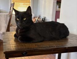 Lost Male Cat last seen Poplar and Huntington Drive, Alhambra, CA 91801