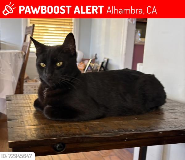 Lost Male Cat last seen Poplar and Huntington Drive, Alhambra, CA 91801