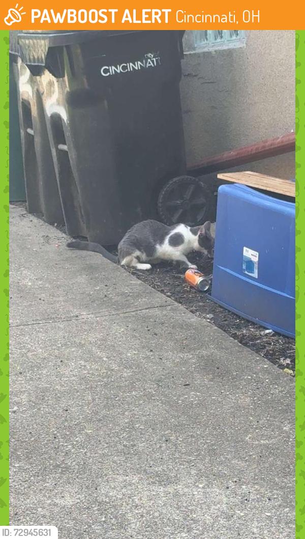 Found/Stray Male Cat last seen My front yard, Cincinnati, OH 45205